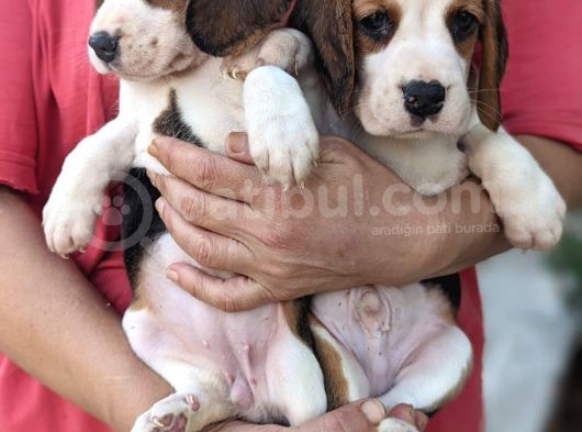 Çiftlikten Beagle Yavrular (Sdk)