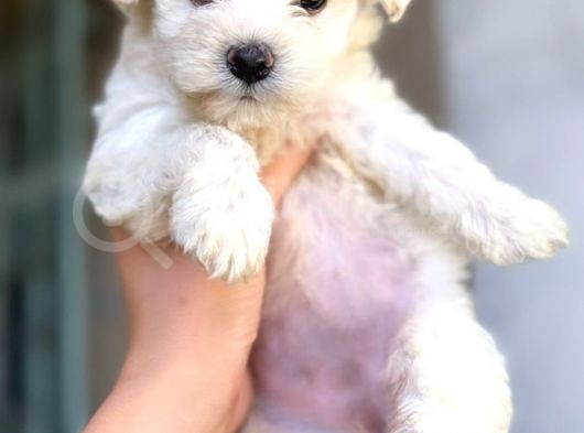 Maltese 0 Numara Di̇şi̇ Erkek Üst Kali̇te Bebekler görsel
