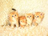 Golden Rengi̇n en Güzel Tonlari Ny12 Bri̇ti̇sh Shorthai̇r