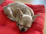 French Bulldog Iki Aylik
