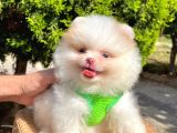 Safkan Teddy Bear Pomeranian Boo Yavrularımız