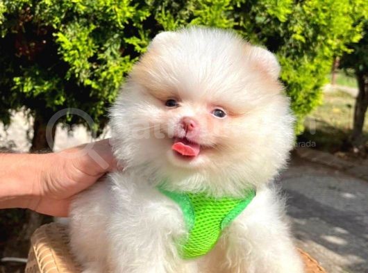 Safkan Teddy Bear Pomeranian Boo Yavrularımız görsel