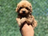 Apri̇cot Toy Poodle Bebekler