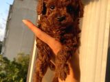 Oyuncak Peluş Tadında Toypoodle Bebekler