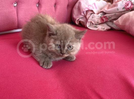 Ayıcık Yüzlü Dişi görsel