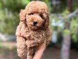 Sağlik Garanti̇li̇ Toy Poodle Yavrular
