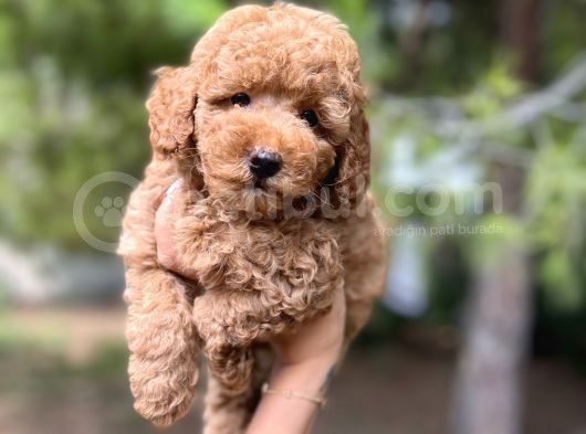 Sağlik Garanti̇li̇ Toy Poodle Yavrular görsel