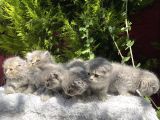 Sevgi Pıtırcıkları Hazır