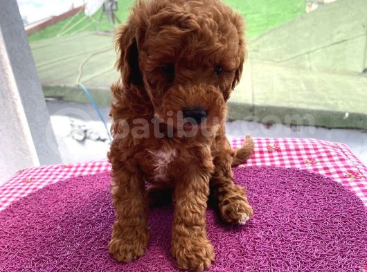 Oyuncak Peluş Tadında Toypoodle Bebekler görsel