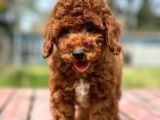 Saglik Ve Irk Garanti̇li̇ Toy Poodle Yavrularimiz