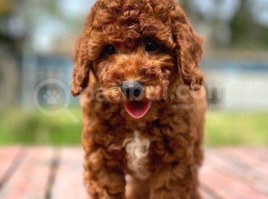Saglik Ve Irk Garanti̇li̇ Toy Poodle Yavrularimiz görsel