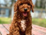 Saglik Ve Irk Garanti̇li̇ Toy Poodle Yavrularimiz