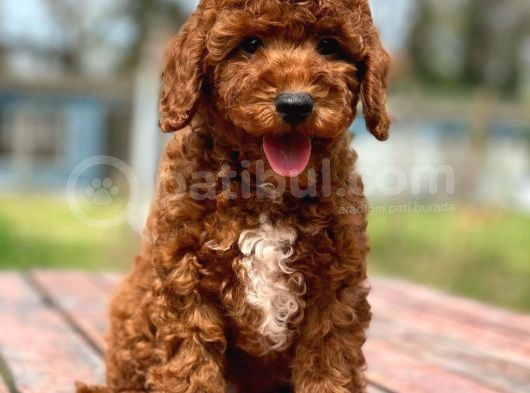 Saglik Ve Irk Garanti̇li̇ Toy Poodle Yavrularimiz görsel