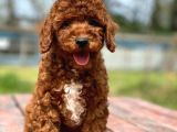 Saglik Ve Irk Garanti̇li̇ Toy Poodle Yavrularimiz