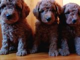 Saglik Ve Irk Garanti̇li̇ Toy Poodle Yavrularimiz