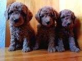 Saglik Ve Irk Garanti̇li̇ Toy Poodle Yavrularimiz