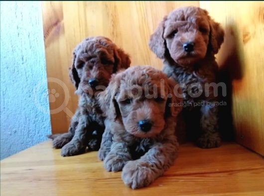 Saglik Ve Irk Garanti̇li̇ Toy Poodle Yavrularimiz görsel