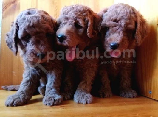 Saglik Ve Irk Garanti̇li̇ Toy Poodle Yavrularimiz görsel