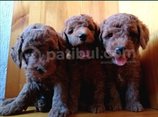Saglik Ve Irk Garanti̇li̇ Toy Poodle Yavrularimiz