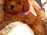 Muhteşem Yapidaki̇ Red Toy Poodle Bebeklerimiz