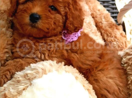 Muhteşem Yapidaki̇ Red Toy Poodle Bebeklerimiz görsel