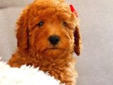 Muhteşem Yapidaki̇ Red Toy Poodle Bebeklerimiz