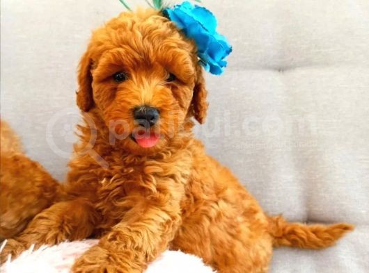 Muhteşem Yapidaki̇ Red Toy Poodle Bebeklerimiz görsel
