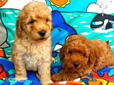 Muhteşem Yapidaki̇ Red Toy Poodle Bebeklerimiz