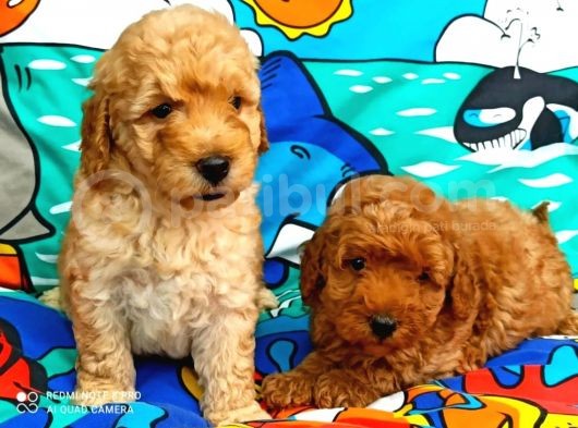 Muhteşem Yapidaki̇ Red Toy Poodle Bebeklerimiz görsel