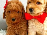Muhteşem Yapidaki̇ Red Toy Poodle Bebeklerimiz