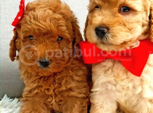 Muhteşem Yapidaki̇ Red Toy Poodle Bebeklerimiz
