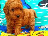 Muhteşem Yapidaki̇ Red Toy Poodle Bebeklerimiz
