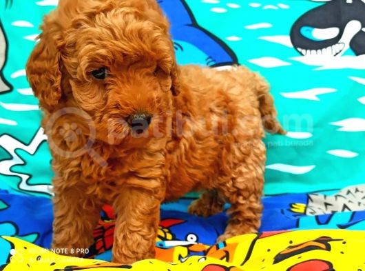 Muhteşem Yapidaki̇ Red Toy Poodle Bebeklerimiz görsel
