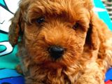 Muhteşem Yapidaki̇ Red Toy Poodle Bebeklerimiz