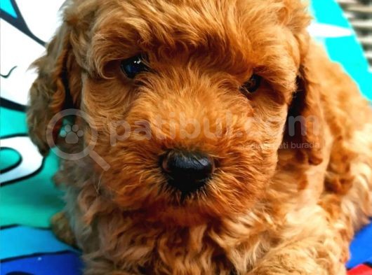 Muhteşem Yapidaki̇ Red Toy Poodle Bebeklerimiz görsel