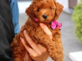Efsane Guzellikteki Dunya Tatlisi Toy Poodle Yavrumuz