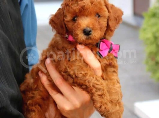 Efsane Guzellikteki Dunya Tatlisi Toy Poodle Yavrumuz görsel