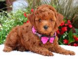 Efsane Guzellikteki Dunya Tatlisi Toy Poodle Yavrumuz