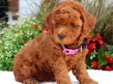 Efsane Guzellikteki Dunya Tatlisi Toy Poodle Yavrumuz