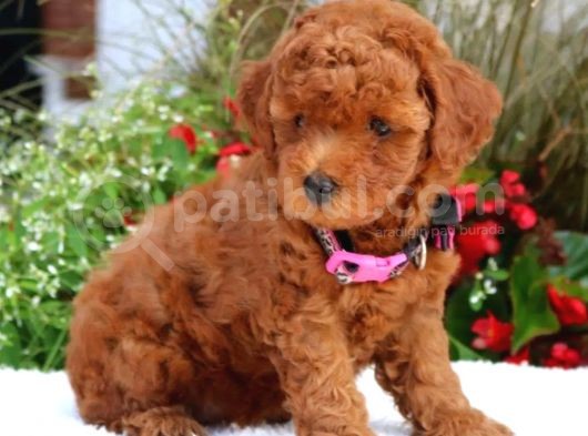 Efsane Guzellikteki Dunya Tatlisi Toy Poodle Yavrumuz görsel