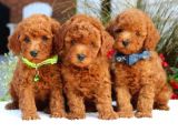 Efsane Guzellikteki Dunya Tatlisi Toy Poodle Yavrumuz