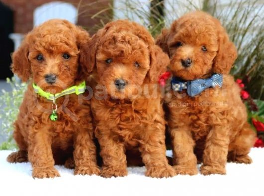 Efsane Guzellikteki Dunya Tatlisi Toy Poodle Yavrumuz