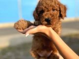 Dünya Tatlisi Show Kalite Toy Poodle Yavrumuz