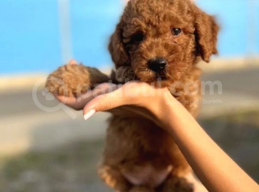 Dünya Tatlisi Show Kalite Toy Poodle Yavrumuz görsel