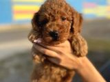 Dünya Tatlisi Show Kalite Toy Poodle Yavrumuz