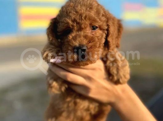 Dünya Tatlisi Show Kalite Toy Poodle Yavrumuz görsel