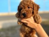 Dünya Tatlisi Show Kalite Toy Poodle Yavrumuz