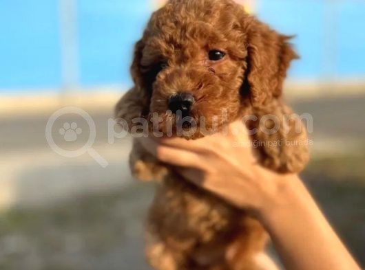 Dünya Tatlisi Show Kalite Toy Poodle Yavrumuz