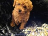 Saglik Ve Irk Garanti̇li̇ Toy Poodle Yavrularimiz