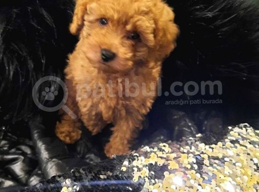 Saglik Ve Irk Garanti̇li̇ Toy Poodle Yavrularimiz görsel